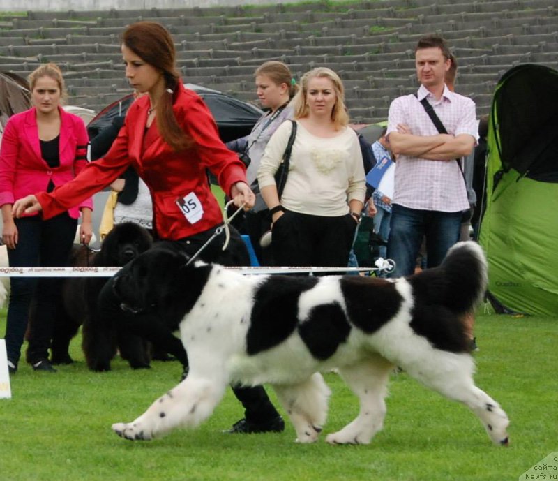 Фото: ньюфаундленд Черная Мафия Зебра Тиме (Chernaya Mafia Zebra Time)