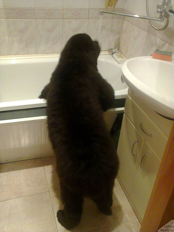 Фото: ньюфаундленд Черная Мафия Шродингер Тхеору (Chernaya Mafia Shrodinger Theory)