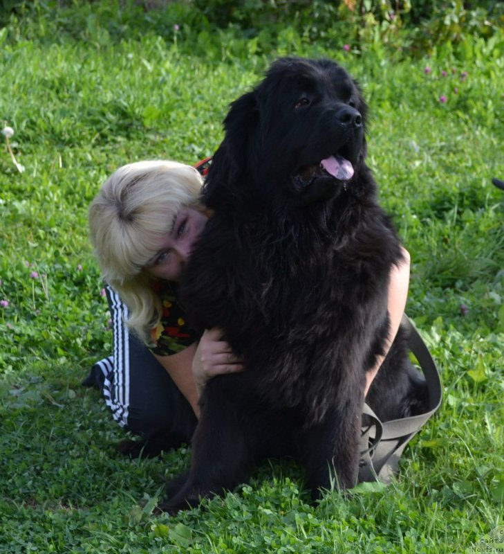 Фото: ньюфаундленд Черная Мафия Зоом Инто Ме (Chernaya Mafia Zoom Into Me)