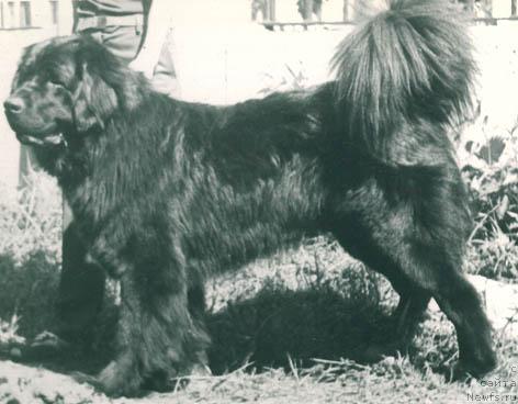 Фото: ньюфаундленд Патрик Ник