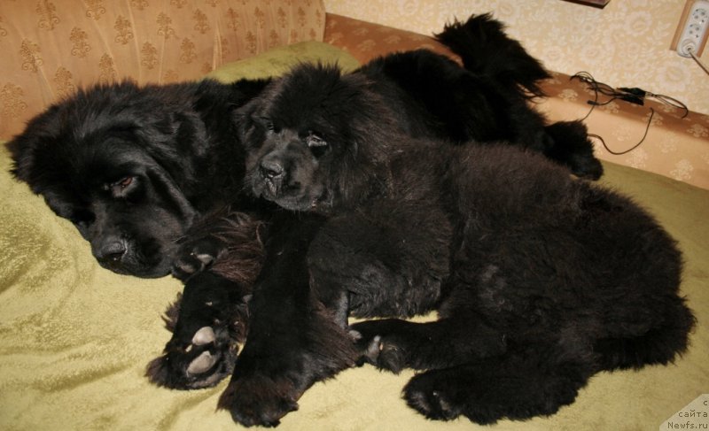 Фото: ньюфаундленд Черная Мафия Муст Хаве (Chernaya Mafia Must Have), ньюфаундленд Черная Мафия Шенген Виза (Chernaya Mafia Shengen Visa)