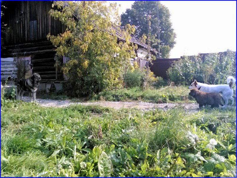 Фото: ньюфаундленд Браунблад МСК Хаким Голд Хайдар (Brownblood MSK Hakim Gold Haydar), ВАНЕЧКА, ДЕН