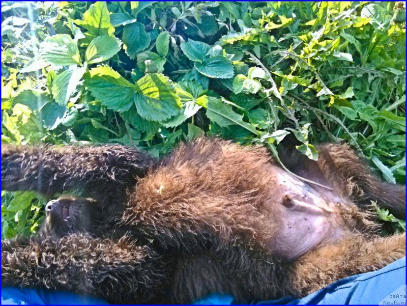 Фото: ньюфаундленд Браунблад МСК Хаким Голд Хайдар (Brownblood MSK Hakim Gold Haydar)