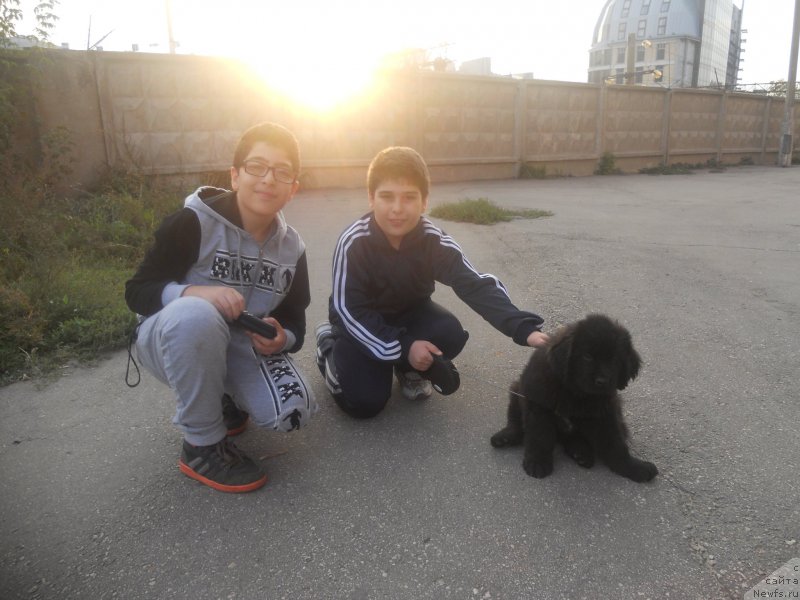 Фото: ньюфаундленд Браунблад МСК Хелфи Бэст Армани (Brownblood MSK Helfi Best Armani)