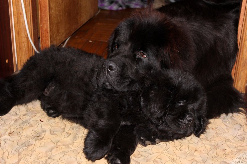 Фотография № 163454