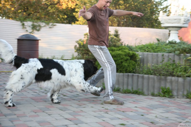 Фото: ньюфаундленд Аквиан Сонг Зеро Гравити (Akvian Song Zero Graviti)