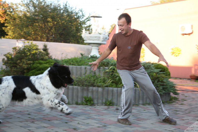 Фото: ньюфаундленд Аквиан Сонг Зеро Гравити (Akvian Song Zero Graviti)