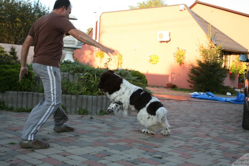 Фото: ньюфаундленд Аквиан Сонг Зеро Гравити (Akvian Song Zero Graviti)