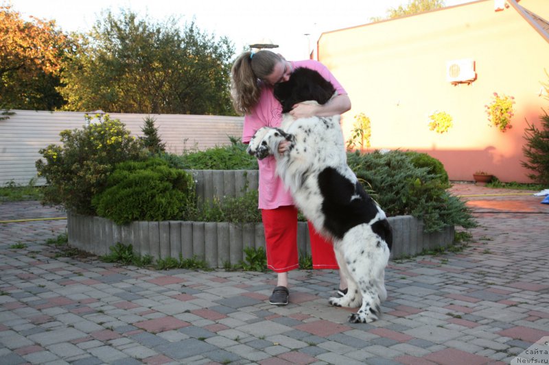 Фото: ньюфаундленд Аквиан Сонг Зеро Гравити (Akvian Song Zero Graviti)