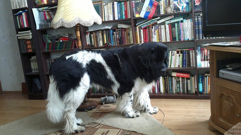 Фото: ньюфаундленд Идальго Неповторимый