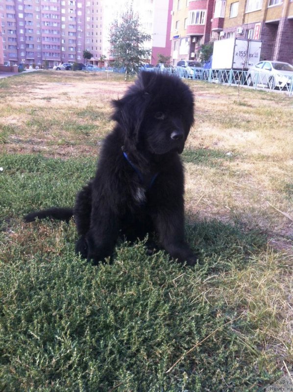 Фото: ньюфаундленд Хенриетта Аватар Анниес Лане (Henrietta Avatar Annies Lane)