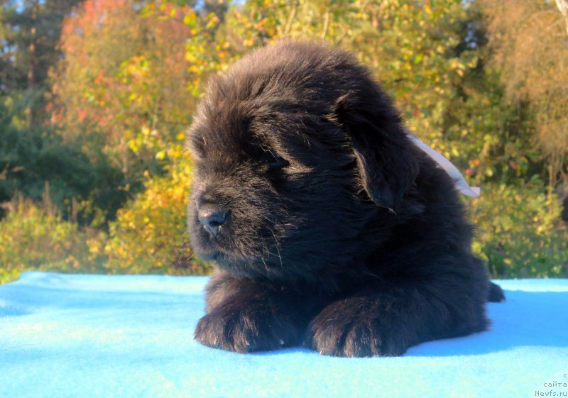 Фото: ньюфаундленд Альфа Дар Окса Августина