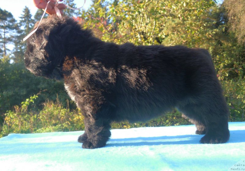 Фото: ньюфаундленд Альфа Дар Окса Августина