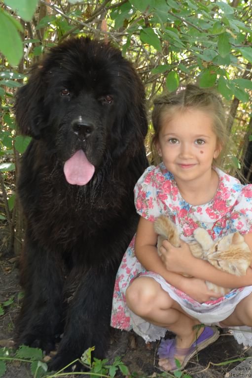 Фото: ньюфаундленд Viva Victoria Dinastiya Soverchenstva