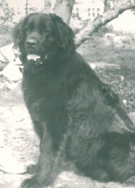 Фото: ньюфаундленд Ник Цезарь