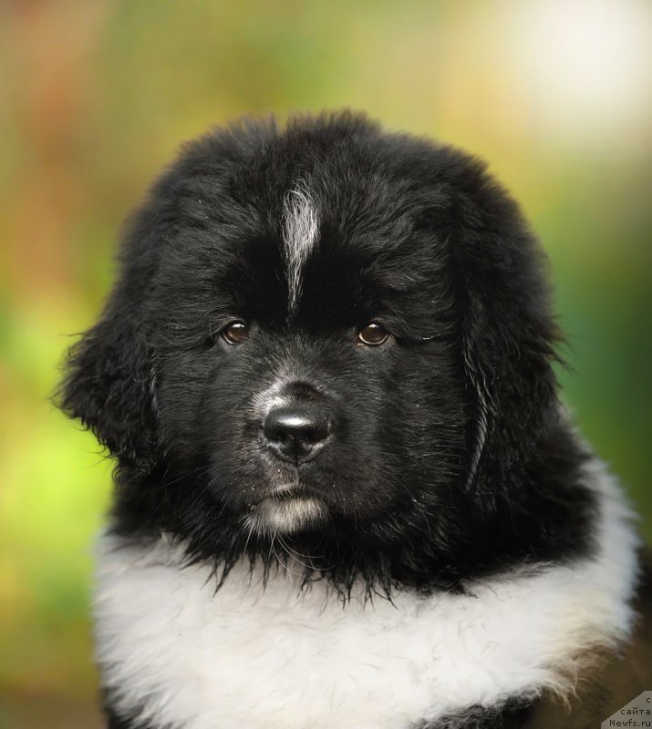 Фото: ньюфаундленд Сказочная Кроха Шумахер