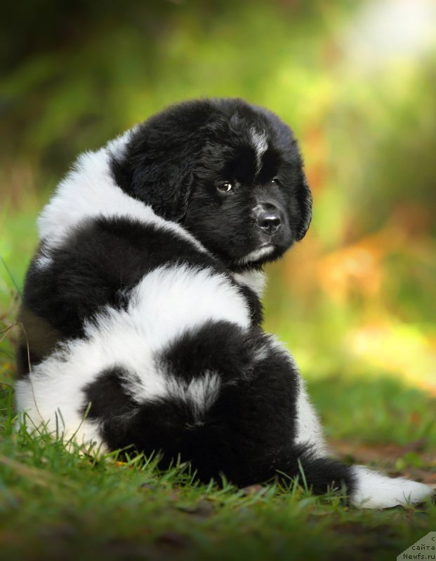 Фото: ньюфаундленд Сказочная Кроха Шумахер
