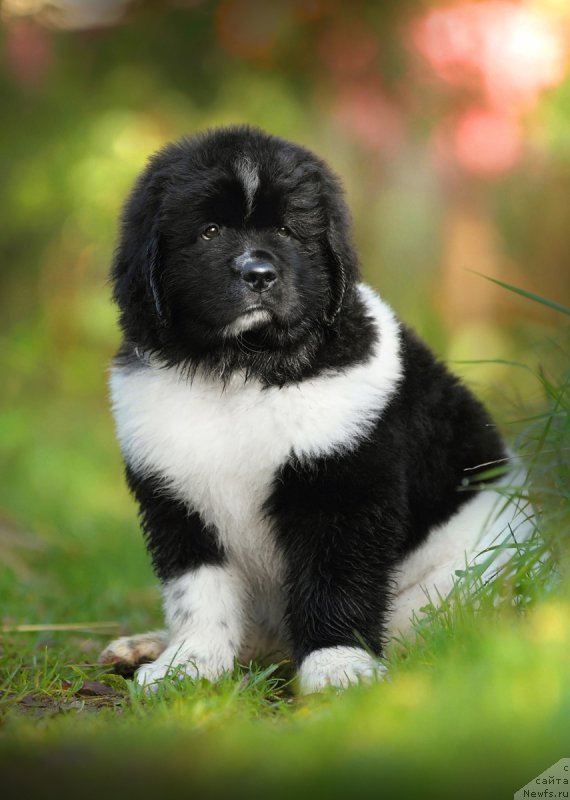 Фото: ньюфаундленд Сказочная Кроха Шумахер