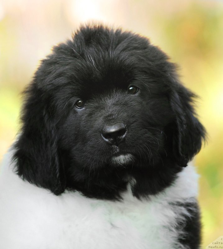Фото: ньюфаундленд Сказочная Кроха Шекспир