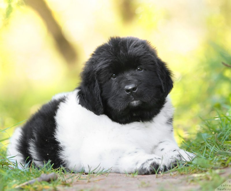 Фото: ньюфаундленд Сказочная Кроха Шекспир