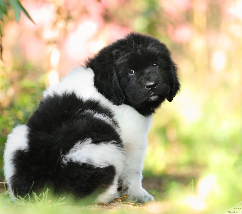 Фото: ньюфаундленд Сказочная Кроха Шекспир