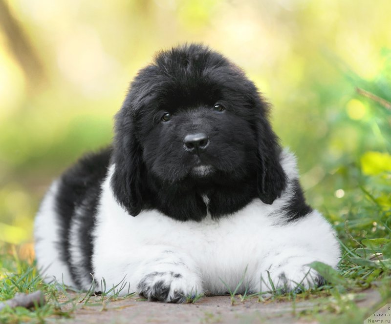 Фото: ньюфаундленд Сказочная Кроха Шекспир