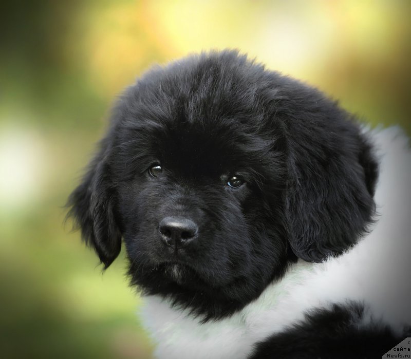 Фото: ньюфаундленд Сказочная Кроха Шанталь