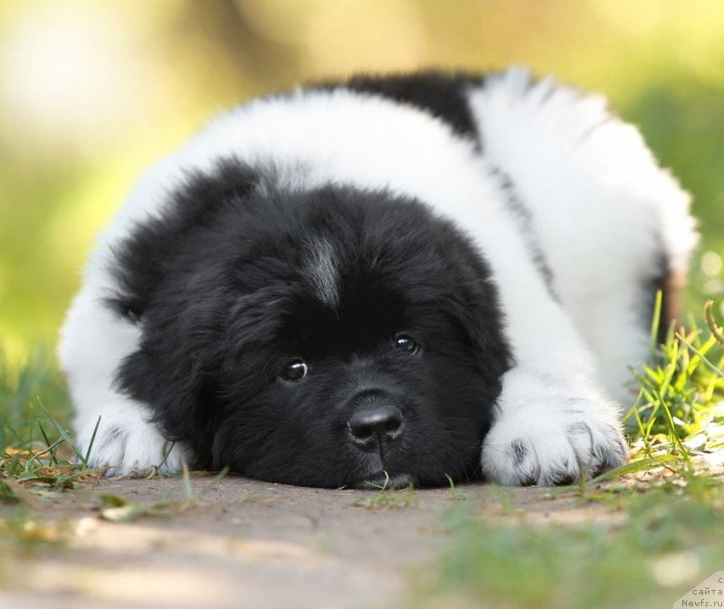 Фото: ньюфаундленд Сказочная Кроха Шагане