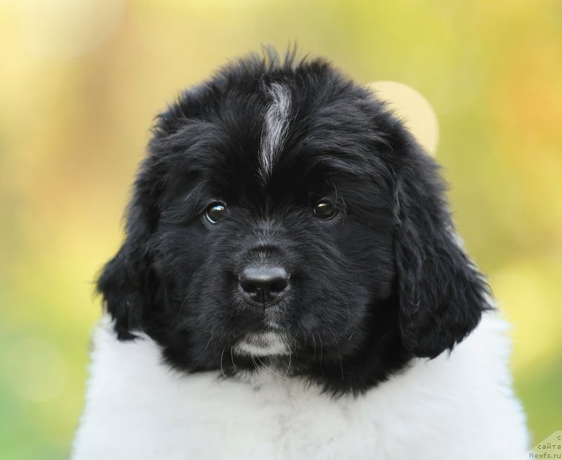 Фото: ньюфаундленд Сказочная Кроха Шабли
