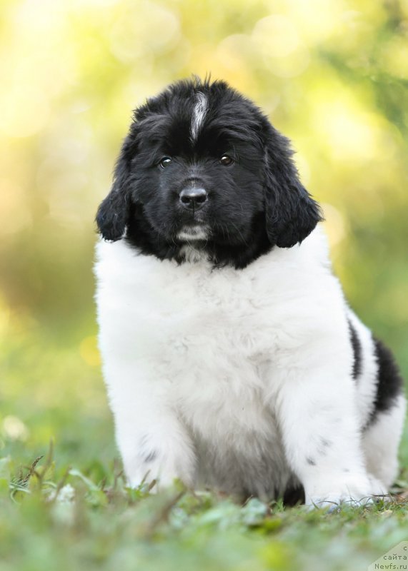 Фото: ньюфаундленд Сказочная Кроха Шабли