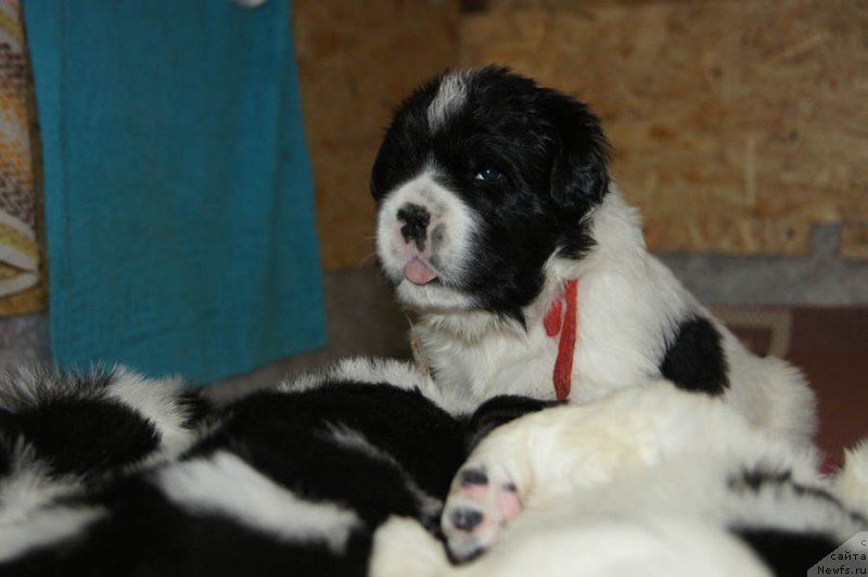 Фотография № 163529