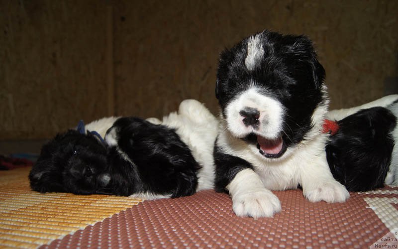 Фотография № 163530