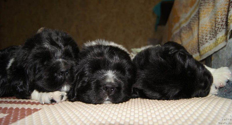 Фотография № 163531