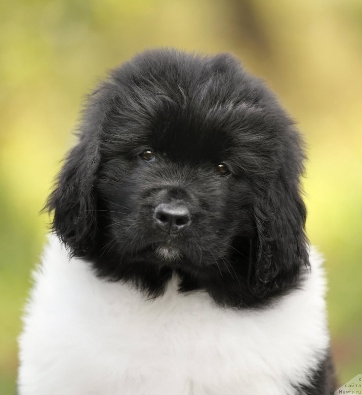 Фото: ньюфаундленд Сказочная Кроха Шанель