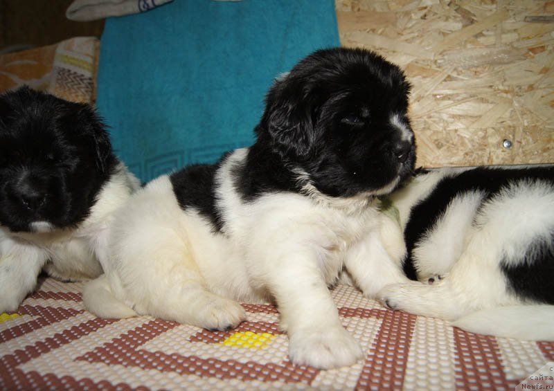 Фото: ньюфаундленд Супер Бизон Мирослава