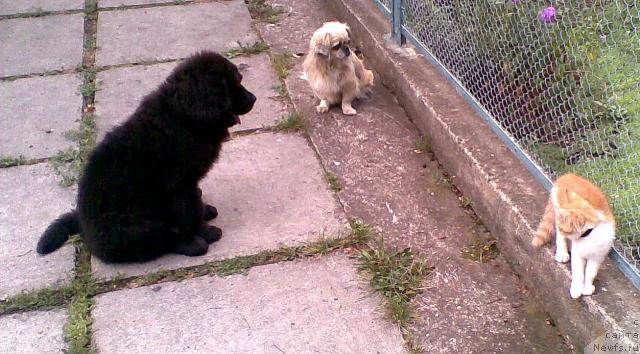 Фото: ньюфаундленд Прелесть