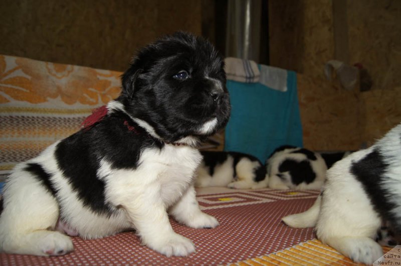 Фото: ньюфаундленд Супер Бизон Мелодия