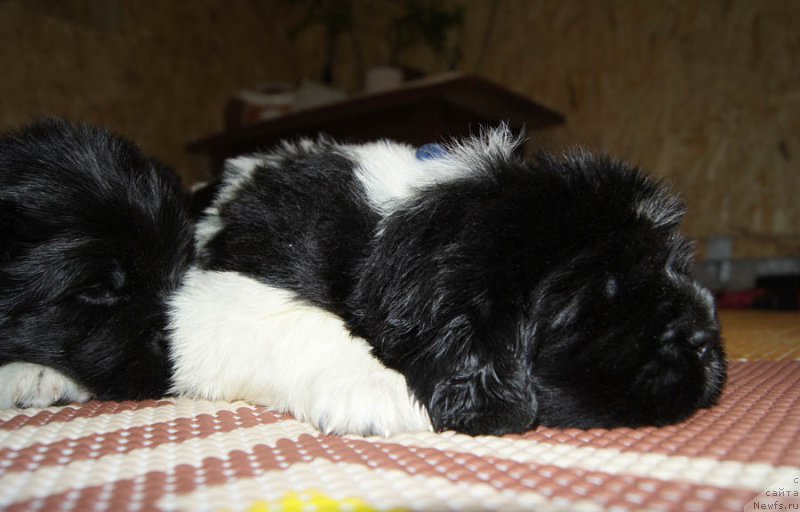 Фото: ньюфаундленд Супер Бизон Маэстро (Super Bizon Maestro)