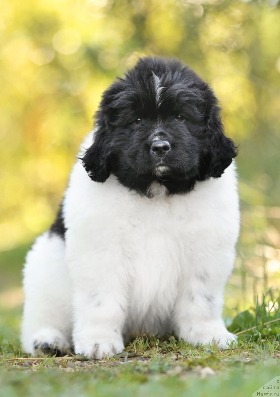 Фото: ньюфаундленд Сказочная Кроха Шарман