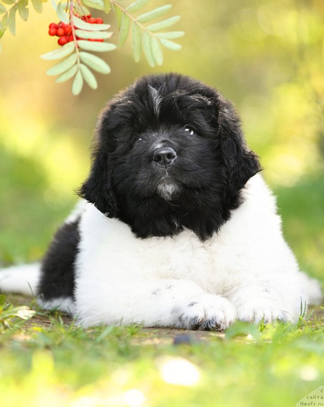 Фото: ньюфаундленд Сказочная Кроха Шарман