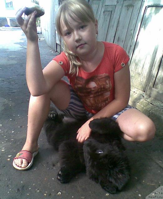 Фото: ньюфаундленд Прелесть