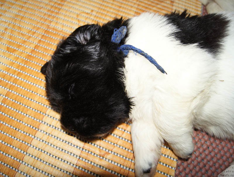 Фото: ньюфаундленд Супер Бизон Маэстро (Super Bizon Maestro)