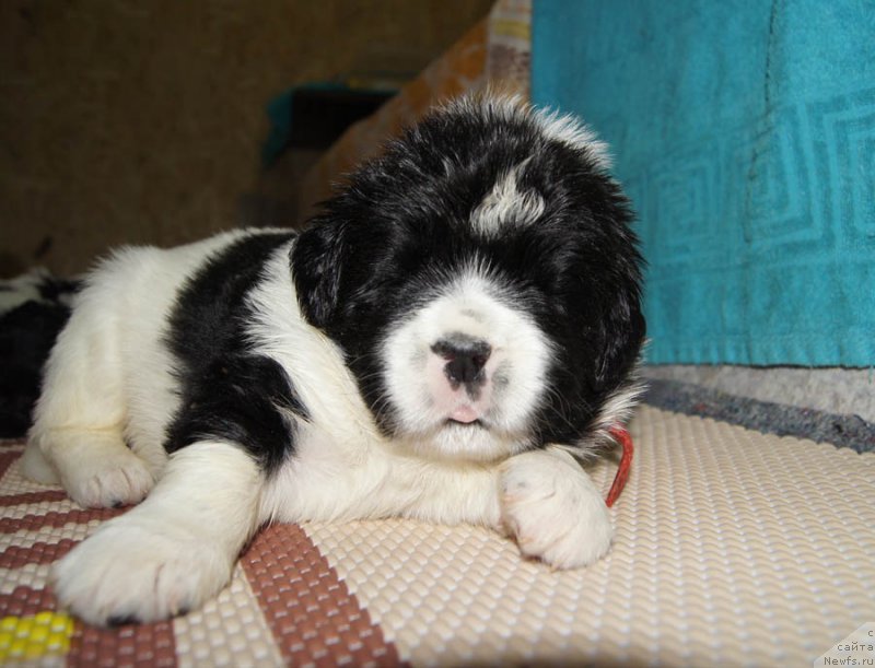 Фото: ньюфаундленд Супер Бизон Мурсиелага