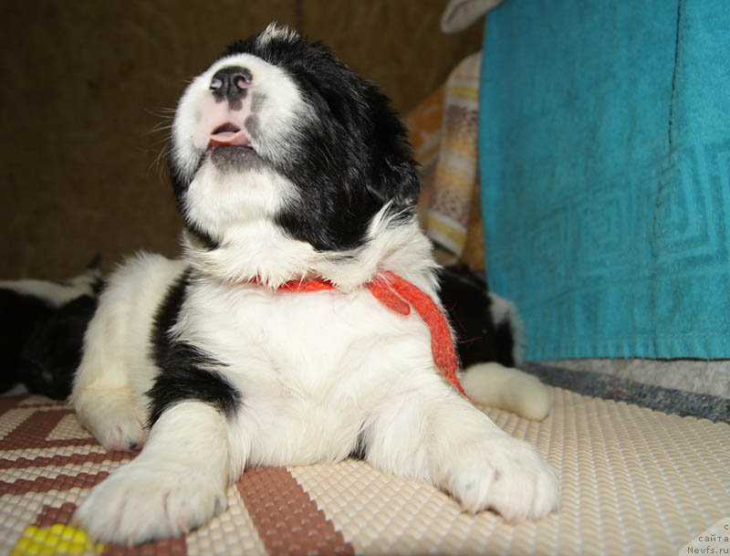 Фото: ньюфаундленд Супер Бизон Мурсиелага