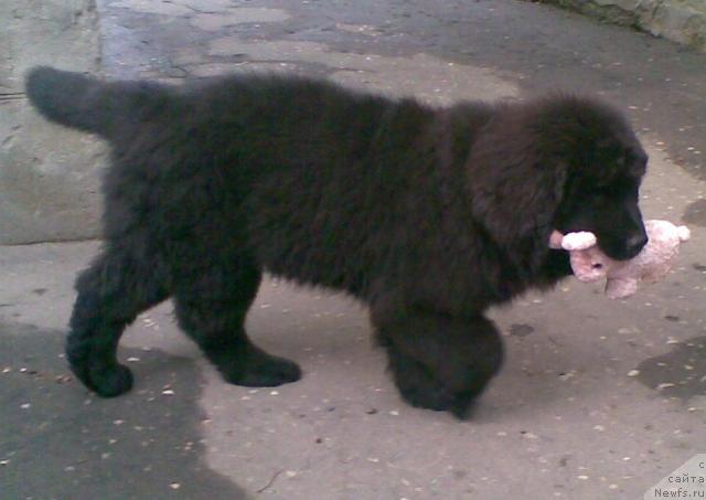 Фото: ньюфаундленд Прелесть