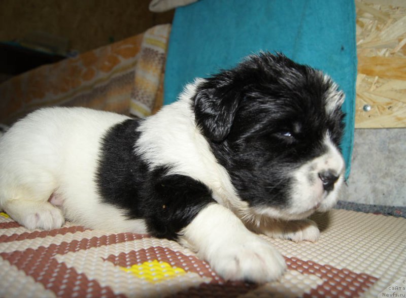 Фото: ньюфаундленд Супер Бизон Мурсиелага