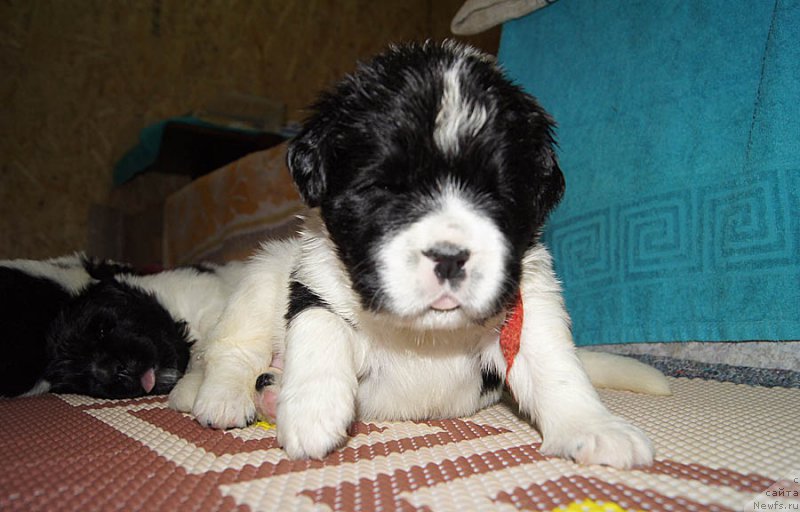 Фото: ньюфаундленд Супер Бизон Мурсиелага