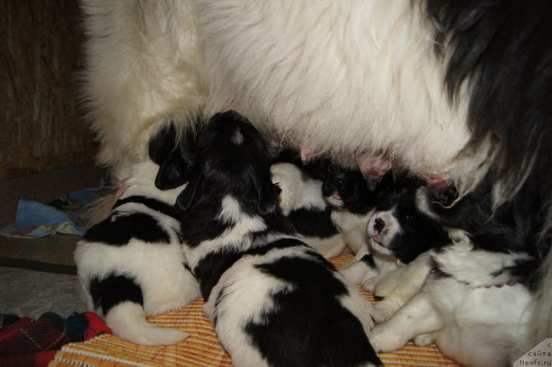 Фото: дети, ньюфаундленд Супер Премиум Женева (Super Premium Zheneva), ньюфаундленд Callistos Blitzen, ньюфаундленд Супер Бизон Маэстро (Super Bizon Maestro), ньюфаундленд Супер Бизон Майбах, ньюфаундленд Супер Бизон Мурсиелага, ньюфаундленд Супер Бизон Мирослава, ньюфаундленд Супер Бизон Малина, ньюфаундленд Супер Бизон Мелодия, ньюфаундленд Супер Бизон Матильда