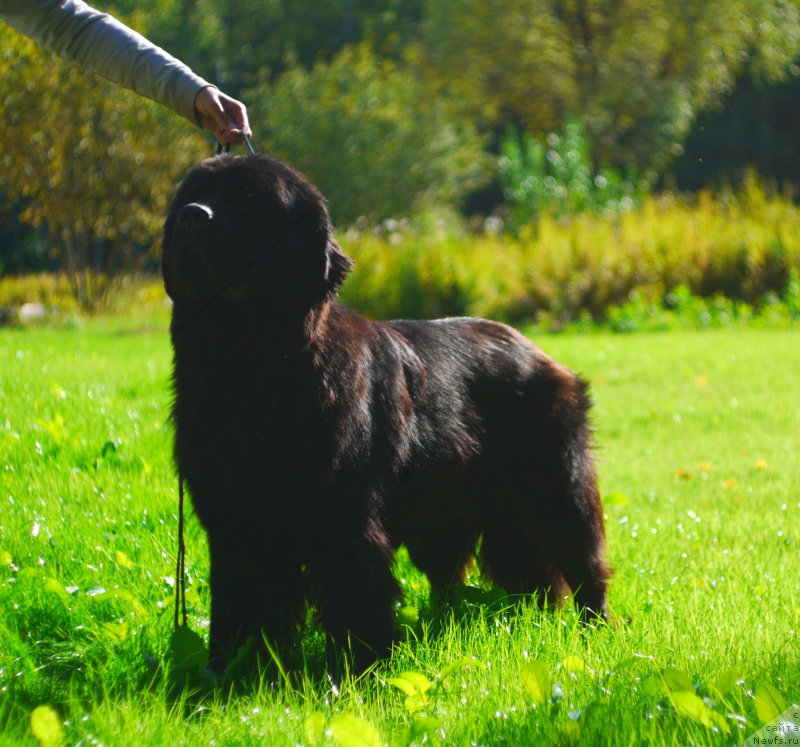 Фото: ньюфаундленд Черный Чанк с Берега Дона (Chernyj Chank s Berega Dona)