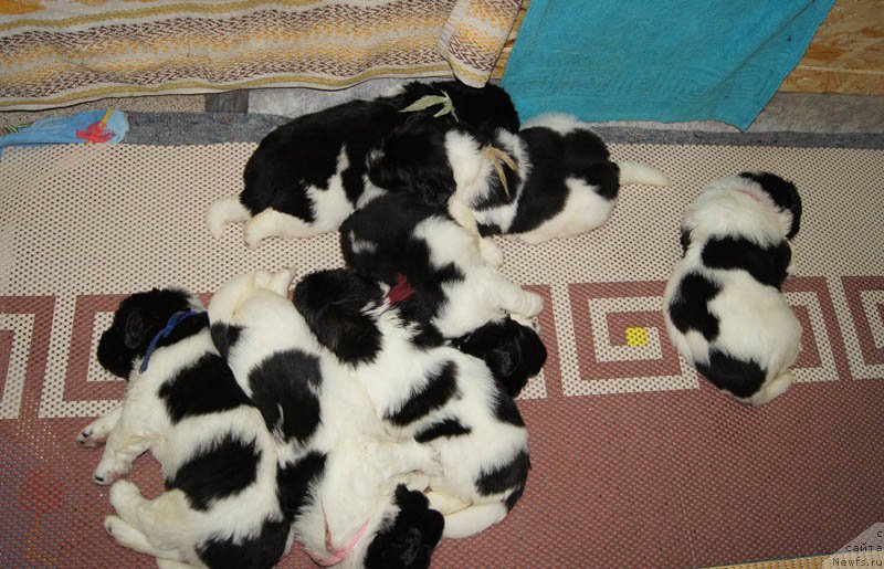 Фото: дети, ньюфаундленд Супер Премиум Женева (Super Premium Zheneva), ньюфаундленд Callistos Blitzen, ньюфаундленд Супер Бизон Маэстро (Super Bizon Maestro), ньюфаундленд Супер Бизон Майбах, ньюфаундленд Супер Бизон Мурсиелага, ньюфаундленд Супер Бизон Мирослава, ньюфаундленд Супер Бизон Малина, ньюфаундленд Супер Бизон Мелодия, ньюфаундленд Супер Бизон Матильда